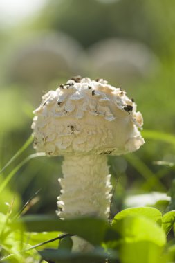Amanita vittadinii mantar