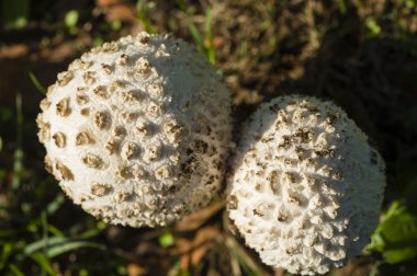 Amanita vittadinii mantar