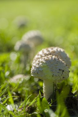Amanita vittadinii mantar