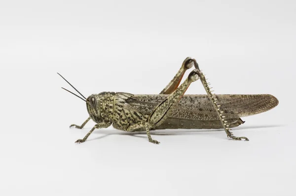 Short-horned grasshopper — Stock Photo, Image