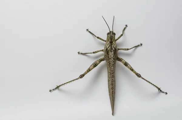 Saltamontes de cuernos cortos — Foto de Stock