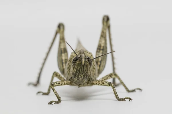 Saltamontes de cuernos cortos — Foto de Stock