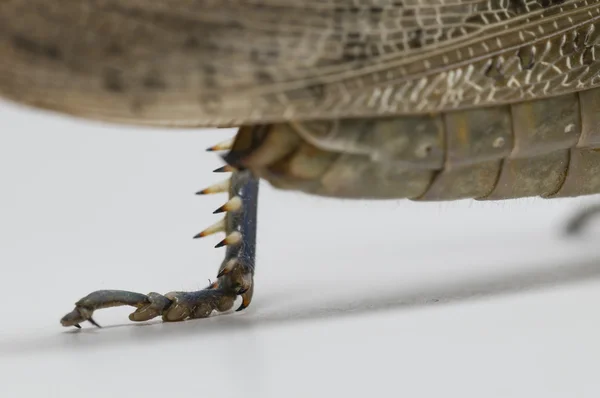 Kort - horned gräshoppa — Stockfoto