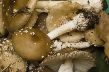 Amanita phalloides mantar