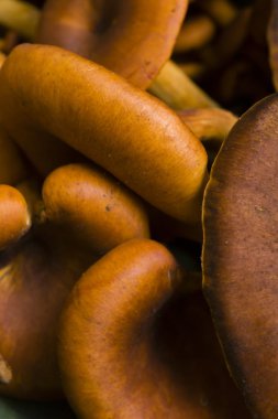 kırmızı bere mantar