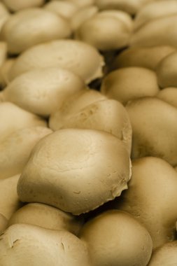 yenilebilir mantar beyaz