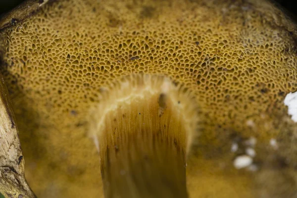 Sponge like mushroom gills — Stock Photo, Image