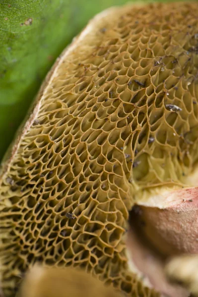 海绵状蘑菇鳃 — 图库照片
