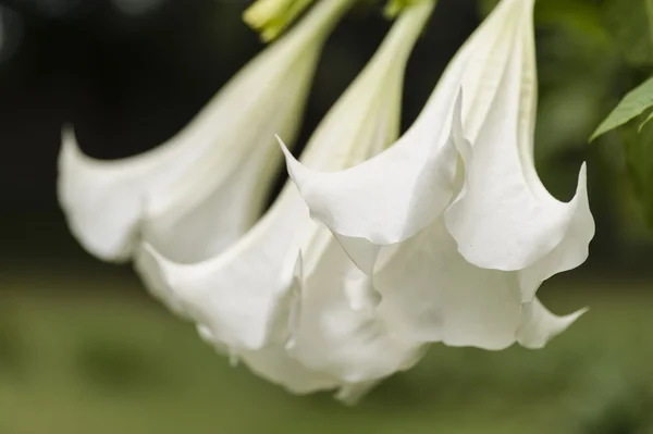 Angel trumpet flower — Stock Photo, Image