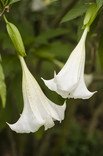 天使のトランペットの花 — ストック写真