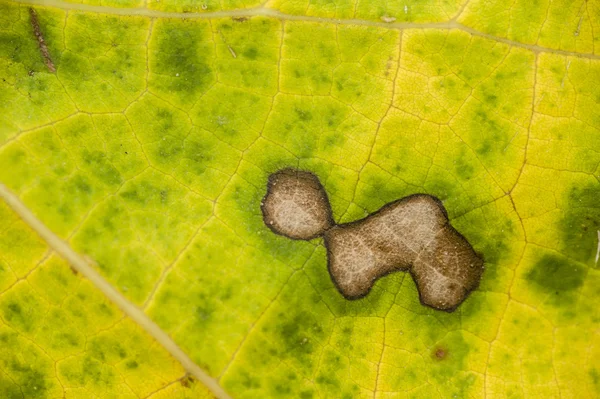 Spots on dead leaf — Stock Photo, Image