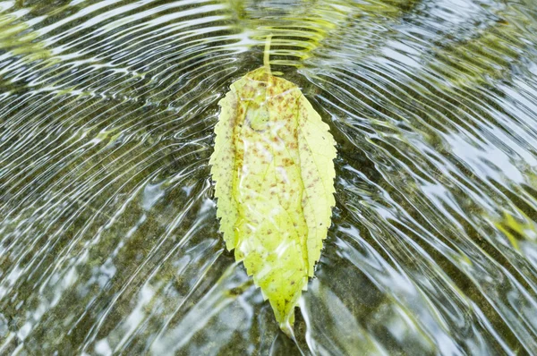 Listy na tekoucí vodě — Stock fotografie