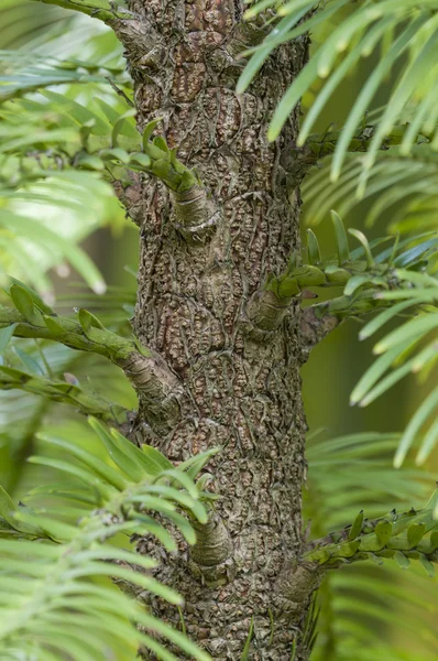 Wollemia nobilis tree trunk — Stock Photo, Image