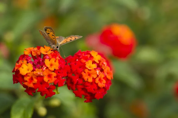 Borboleta em lantana vermelha — Fotografia de Stock