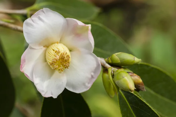 White and pink Camelia flower — Stock Photo, Image