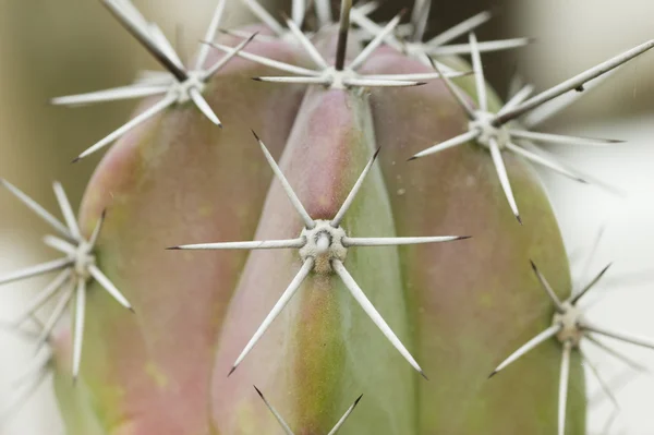 Detail of the sharp thorns — Stock Photo, Image