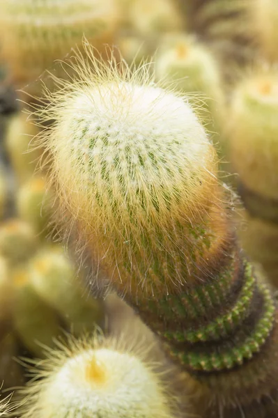 Parodia leninghausii cactus — Stock Photo, Image