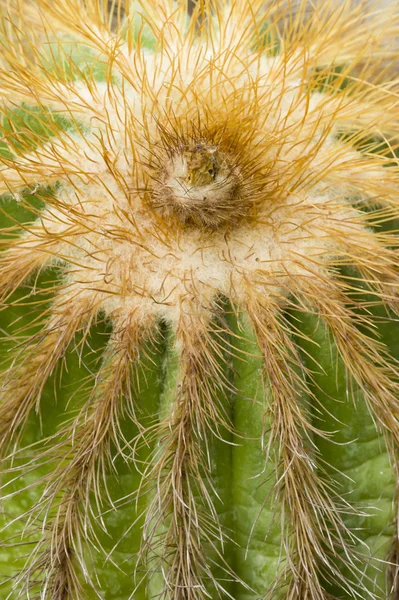 Thorny cactus head — Stock Photo, Image