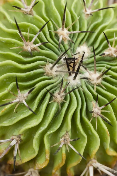 Tête épineuse de cactus — Photo
