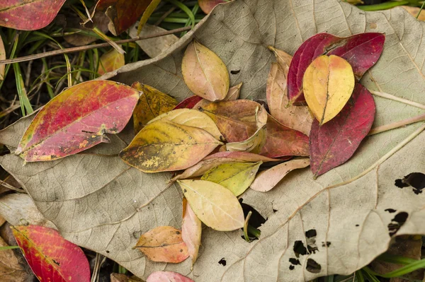 Csökkent a halott levelek — Stock Fotó