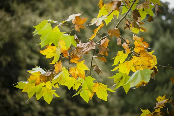 Őszi fa levelei — Stock Fotó