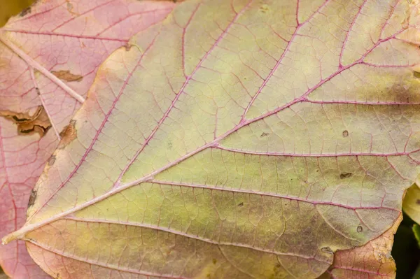 Fallen dead leaves — Stock Photo, Image