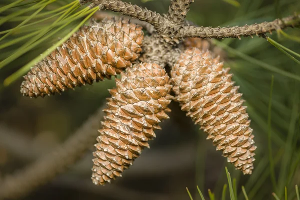 Três cones de pinheiro — Fotografia de Stock