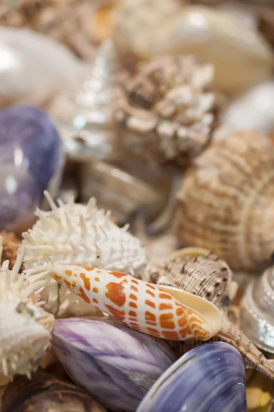 コレクターのための海の貝殻 — ストック写真