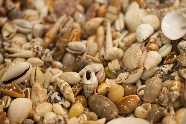 コレクターのための海の貝殻 — ストック写真