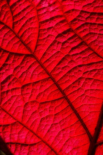 Autumnal leaf — Stock Photo, Image