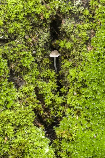 Cogumelo e musgo — Fotografia de Stock