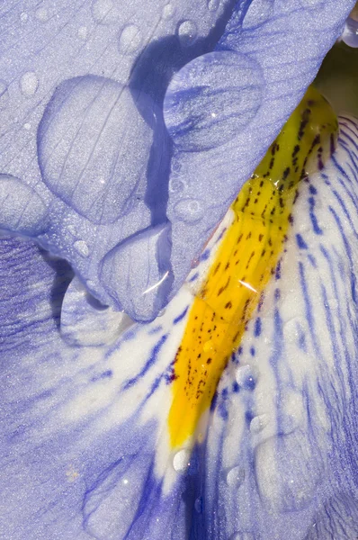 Bunga Iris menutup — Stok Foto
