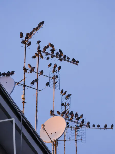 Starling fågel flock — Stockfoto