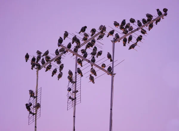 ஸ்டார்லிங் பறவைக் கூட்டம் — ஸ்டாக் புகைப்படம்