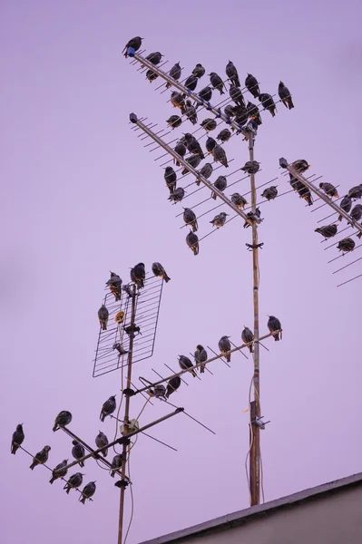 Starling bird flock — Stock Photo, Image