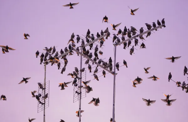ムクドリの鳥の群れ — ストック写真