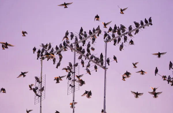 Spreeuw vogel kudde — Stockfoto