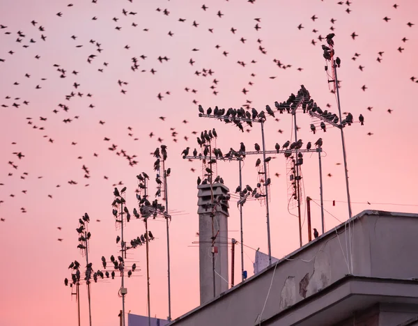 Troupeau d'oiseaux étourneaux — Photo