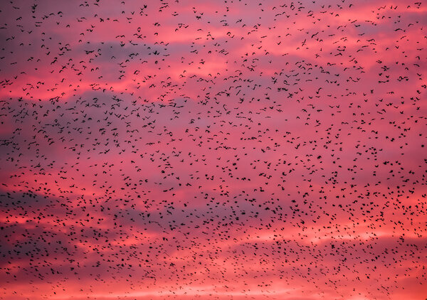 Starling bird flock