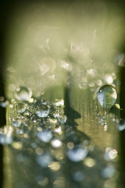 çimenlerin üzerinde çiğ dropps