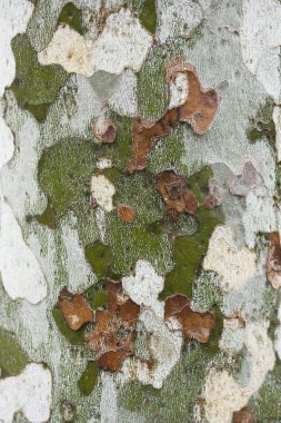 Çınar ağacı kabuğu yakın çekim