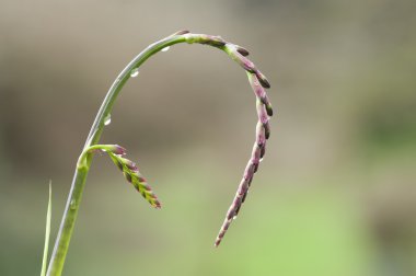 Kırmızı ve pembe çiçek tomurcukları Spike