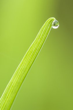 Çiy damlası çimlerin üzerine düşer.
