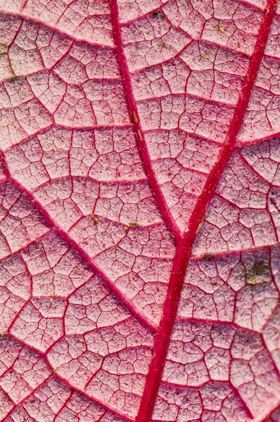 Detail of veins on hte underside of a red leaf in autumn — Stock Photo, Image