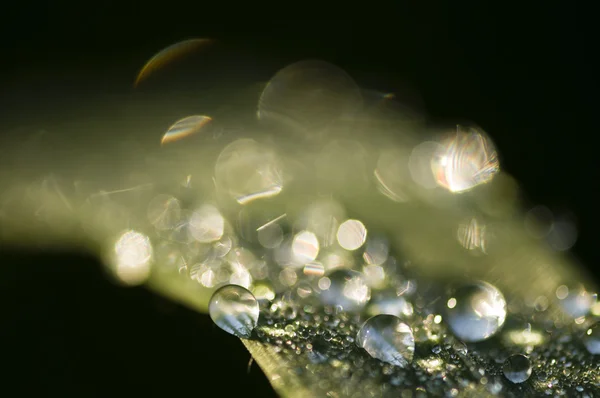 Dauw dropps op gras — Stockfoto