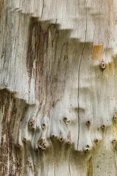 Cupressus tree bark close up — Stock Photo, Image