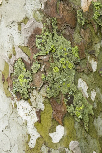 Plane tree bark close up — Stock Photo, Image