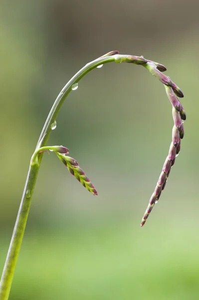 赤とピンクの花の芽のスパイク — ストック写真