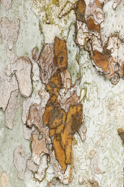Plane tree bark close up — Stock Photo, Image