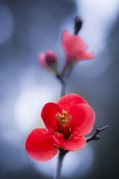 Flores vermelhas de árvore de cereja ornamental — Fotografia de Stock